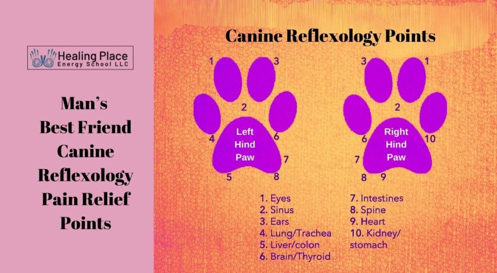 Canine Reflexology Pain Relief Points #ManBestFriend #caninepainrelief #ReflexologyNearme #HealingPlaceEnergyScool